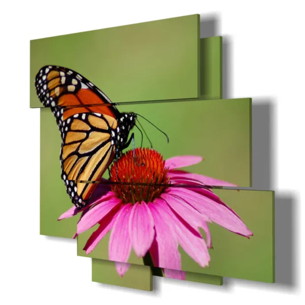 butterfly paintings, bird paintings