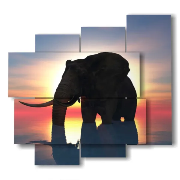 quadri elefante