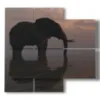 foto elefante