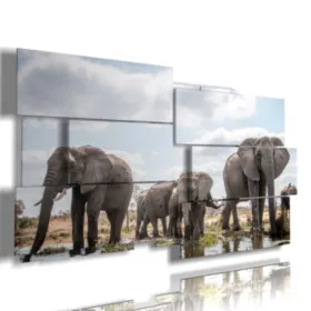 elefanti africani foto