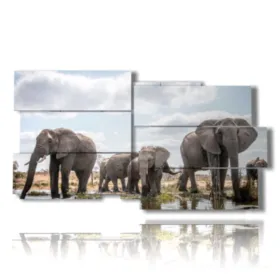 foto de elefantes africanos