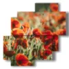 quadro i papaveri dipinti nel campo - version: 4 pannelli 77x78cm