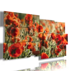 Paintings of poppies