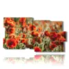 Le tableau des coquelicots