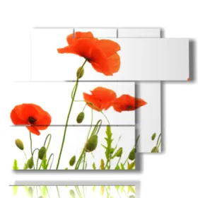 foto de amapolas rojas