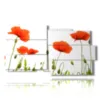 tableau avec des photos de coquelicots rouges stylises - version: 10 pannelli 183x100cm