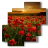 bild mohnfeld im sonnenuntergang der liebe - version: 4 pannelli 77x78cm