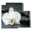modern paintings with white orchids and black stones - version: 5 pannelli 102x93cm
