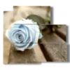 painting of blue roses like the summer sky - version: 5 pannelli 102x93cm