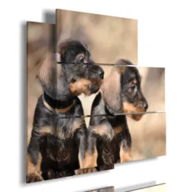 Rahmen mit Foto von kleinen Hunden