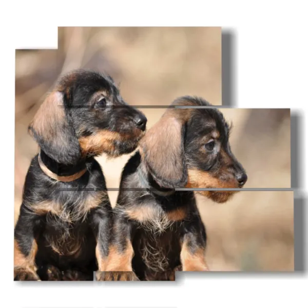 photos de petits chiens