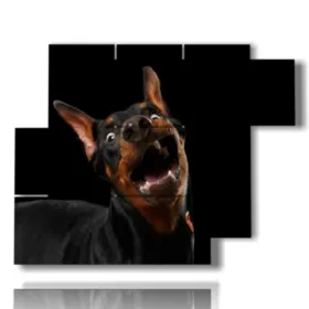 Photos de grands chiens