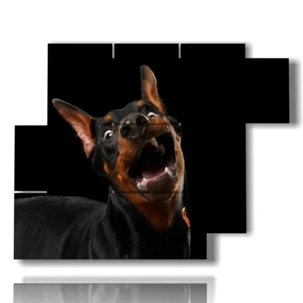 Fotos von großen Hunden