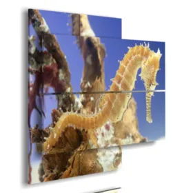 Abstract paintings with fish and seahorses