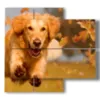 tableau chien courant dans les feuilles d automne - version: 4 pannelli 91x85cm