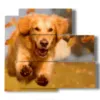 painting dog running in the autumn leaves - version: 5 pannelli 102x93cm