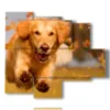 painting dog running in the autumn leaves - version: 5 pannelli 104x90cm