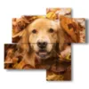 tableau avec de droles de photos de chiens - version: 4 pannelli 94x85cm
