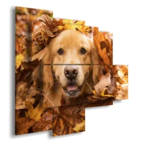 Tableaux avec des photos de chiens drôles