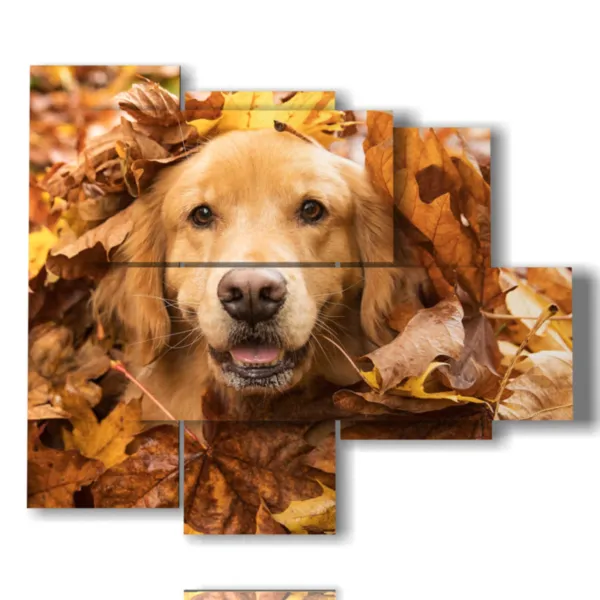 Fotos divertidas de perros