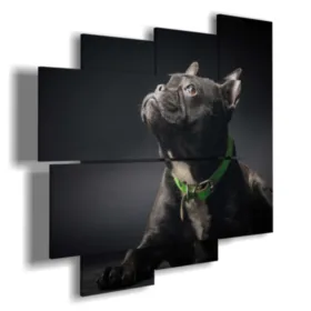 quadro con foto cani belli