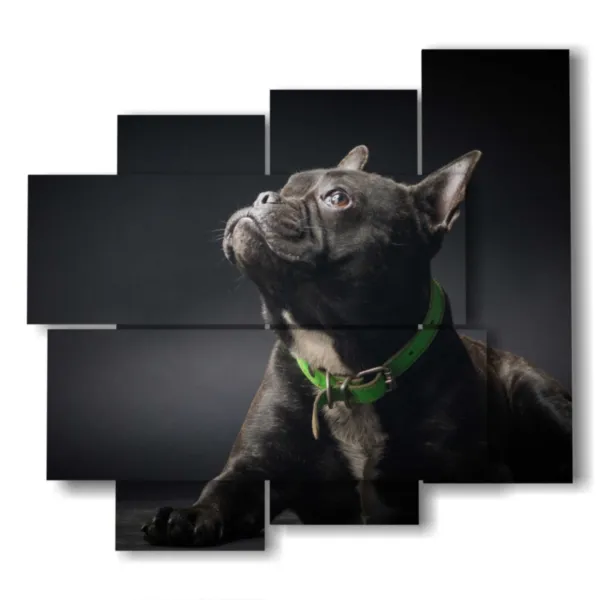 Beautiful dog photos