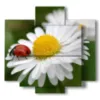 tableau avec des photos de marguerites blanches et de coccinelles - version: 5 pannelli 89x85cm