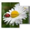 bild mit fotos von weissen gaensebluemchen und marienkaefer - version: 4 pannelli 91x85cm