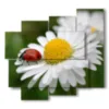 tableau avec des photos de marguerites blanches et de coccinelles - version: 5 pannelli 106x98cm