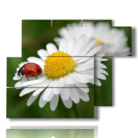 Foto von weißen Gänseblümchen