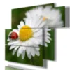 impressions de marguerites blanches