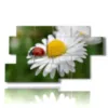 painting with photos of white daisies and ladybug - version: 7 pannelli 157x90cm