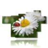 tableau avec des photos de marguerites blanches et de coccinelles - version: 7 pannelli 173x108cm