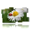 tableau avec des photos de marguerites blanches et de coccinelles - version: 11 pannelli 184x104cm