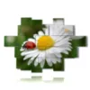 painting with photos of white daisies and ladybug - version: 17 pannelli 225x152cm