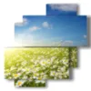 quadro con foto margherite di campo - version: 4 pannelli 77x78cm