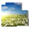tableau avec photos de marguerites des champs - version: 5 pannelli 102x93cm