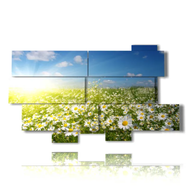 foto margherite di campo