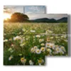 picture with photo of daisies - version: 4 pannelli 91x85cm