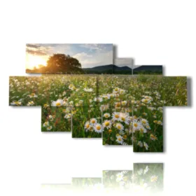 photo des marguerites