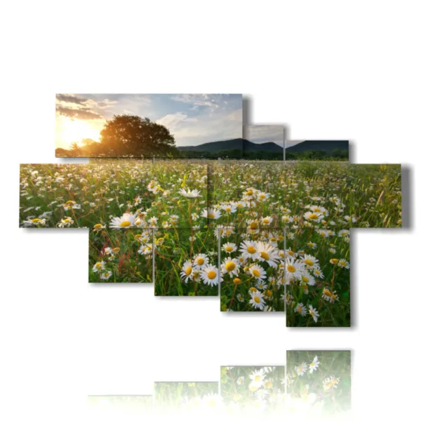 Foto der Gänseblümchen