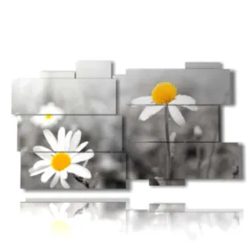 black and white photos of daisies