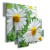 daisy flowers