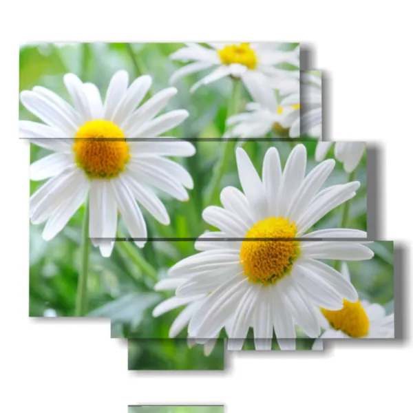 Foto Gänseblümchen