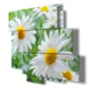 flower paintings featuring daisies