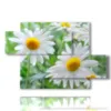 quadro con foto margherite fiori - version: 5 pannelli 128x85cm
