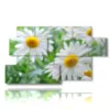 painting with photos of daisies and flowers - version: 7 pannelli 157x90cm