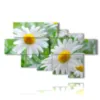 tableau avec photo marguerites fleurs - version: 7 pannelli 173x106cm