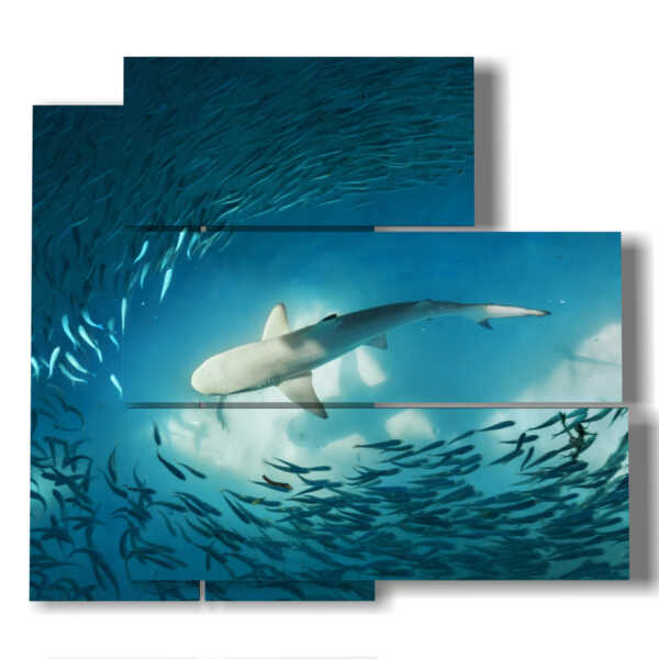 quadri moderni di pesci piccoli e squalo nell