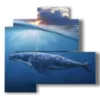 paintings tropical fish and half whale - version: 4 pannelli 83x78cm